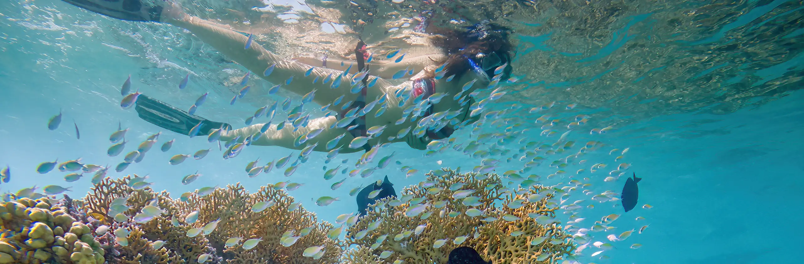 Marsa Alam : Arrivée sportive au Gemma Resort et snorkeling