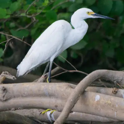 Aigrette neigeuse