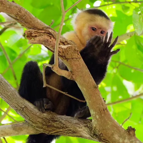 Sapajou du Panama