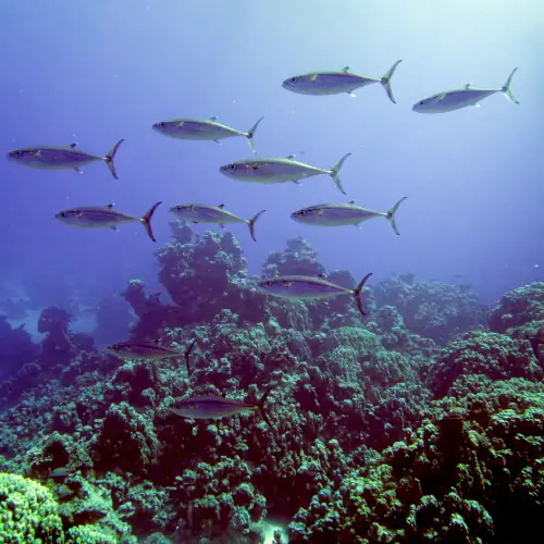 Carangues à gros yeux