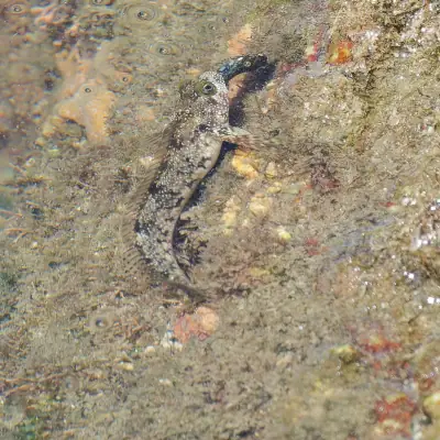 Périoptère à quatre yeux