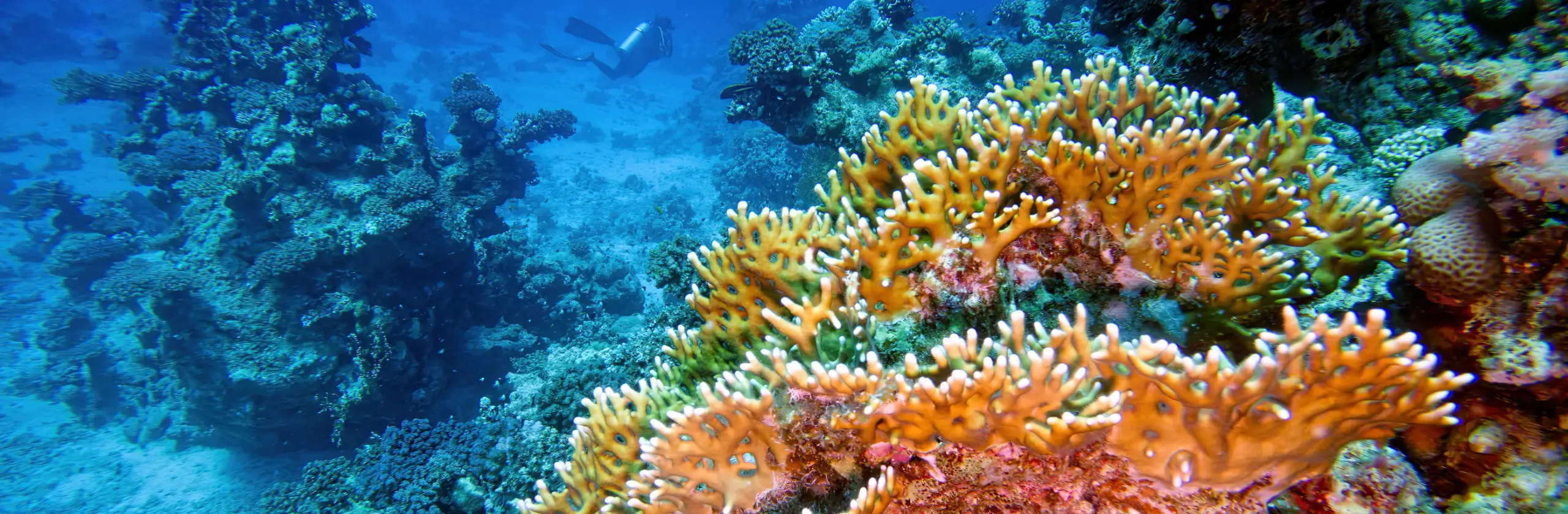 Top 5 des meilleures plongées dans Les Fury Shoals : les récifs incontournables de la Mer Rouge