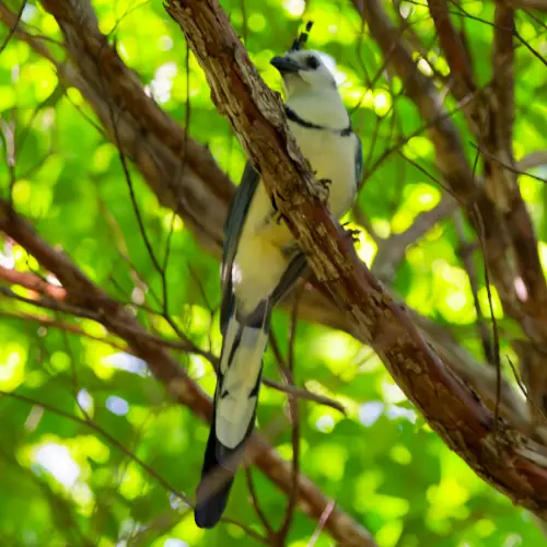 Geai à face blanche