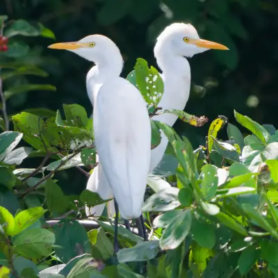 Hérons garde-bœufs