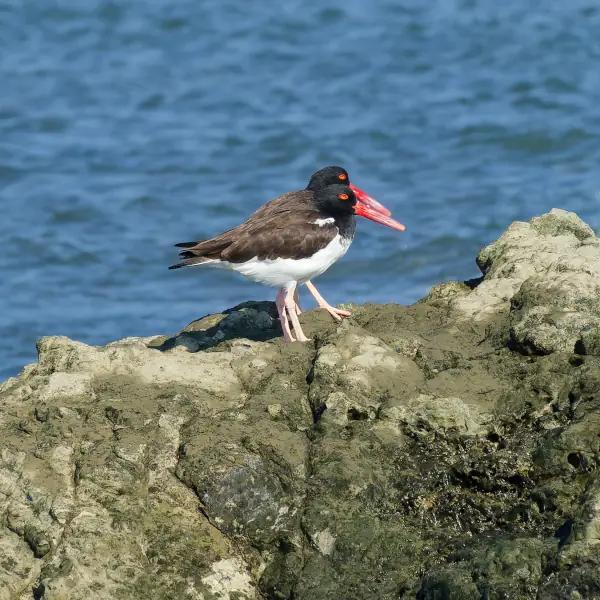 Huitriers Pie d'Amérique