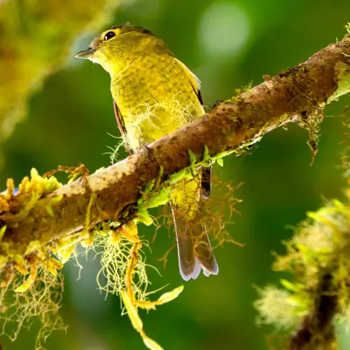 Paruline à calotte noire