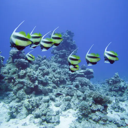 Poissons cochers grégaires