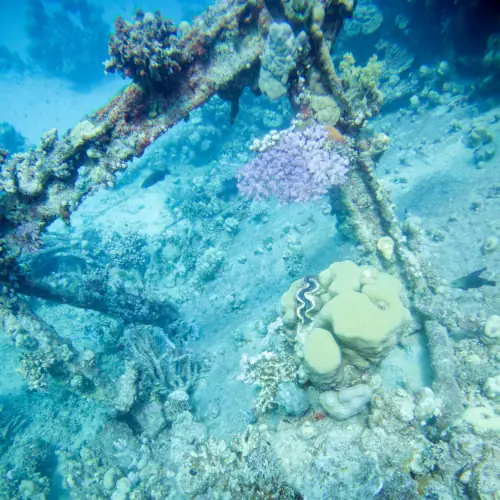 Bénitier sur la proue