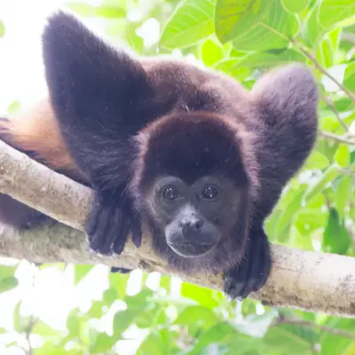 singe_hurleur_palo_verde