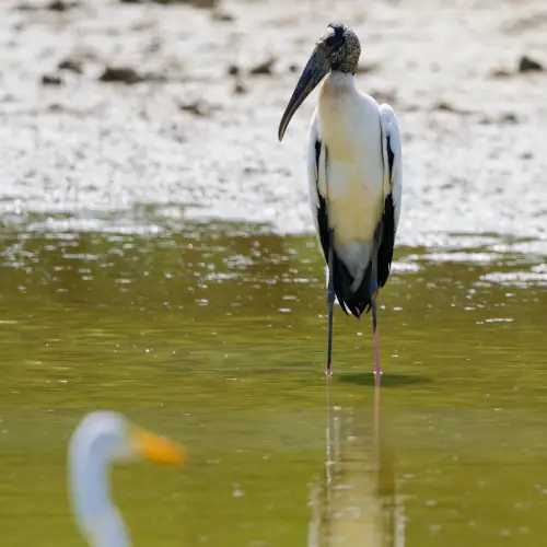 Tantale d’Amérique