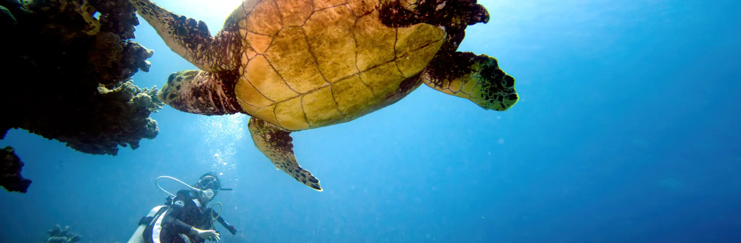 L’Égypte : entre pharaons, Nil et récifs de la Mer Rouge