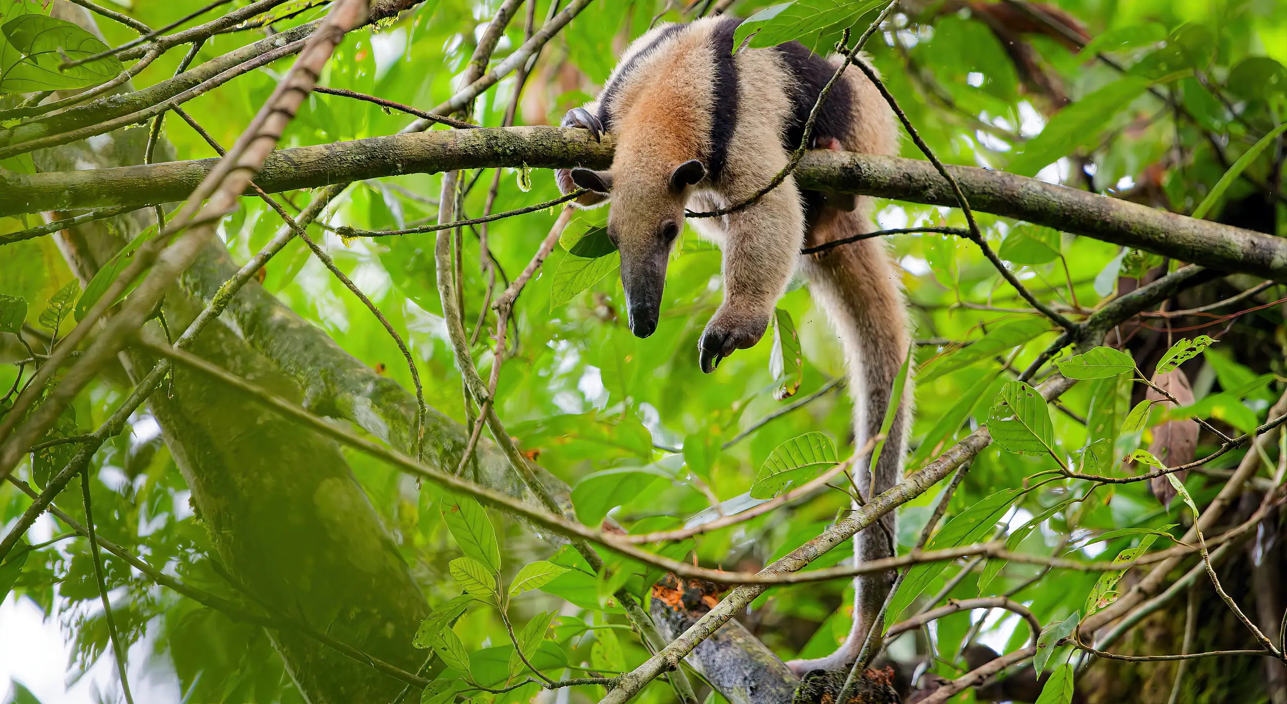 Corcovado, joyau sauvage du Costa Rica : histoire et conseils pour visiter le parc