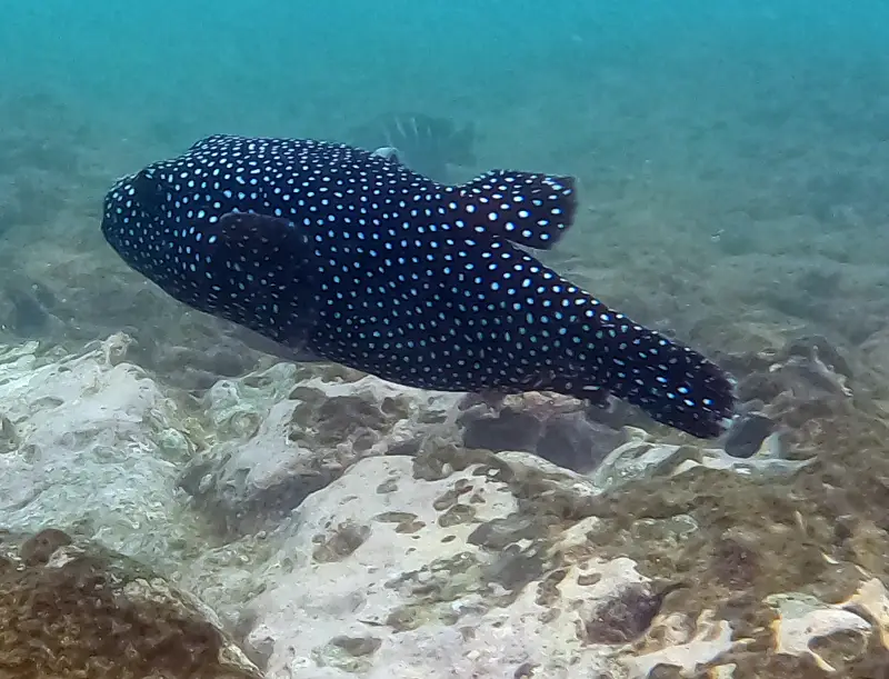 poisson ballon pintade Playa Rajada