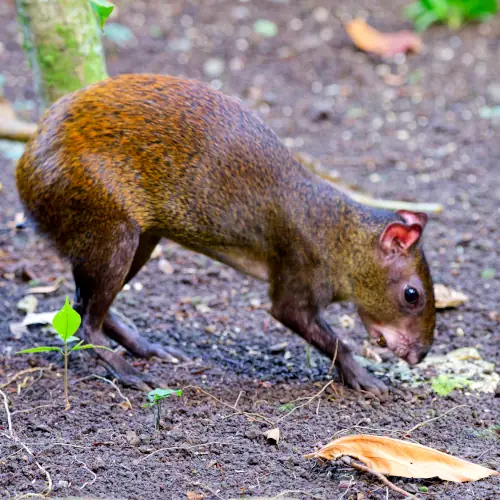 Agouti