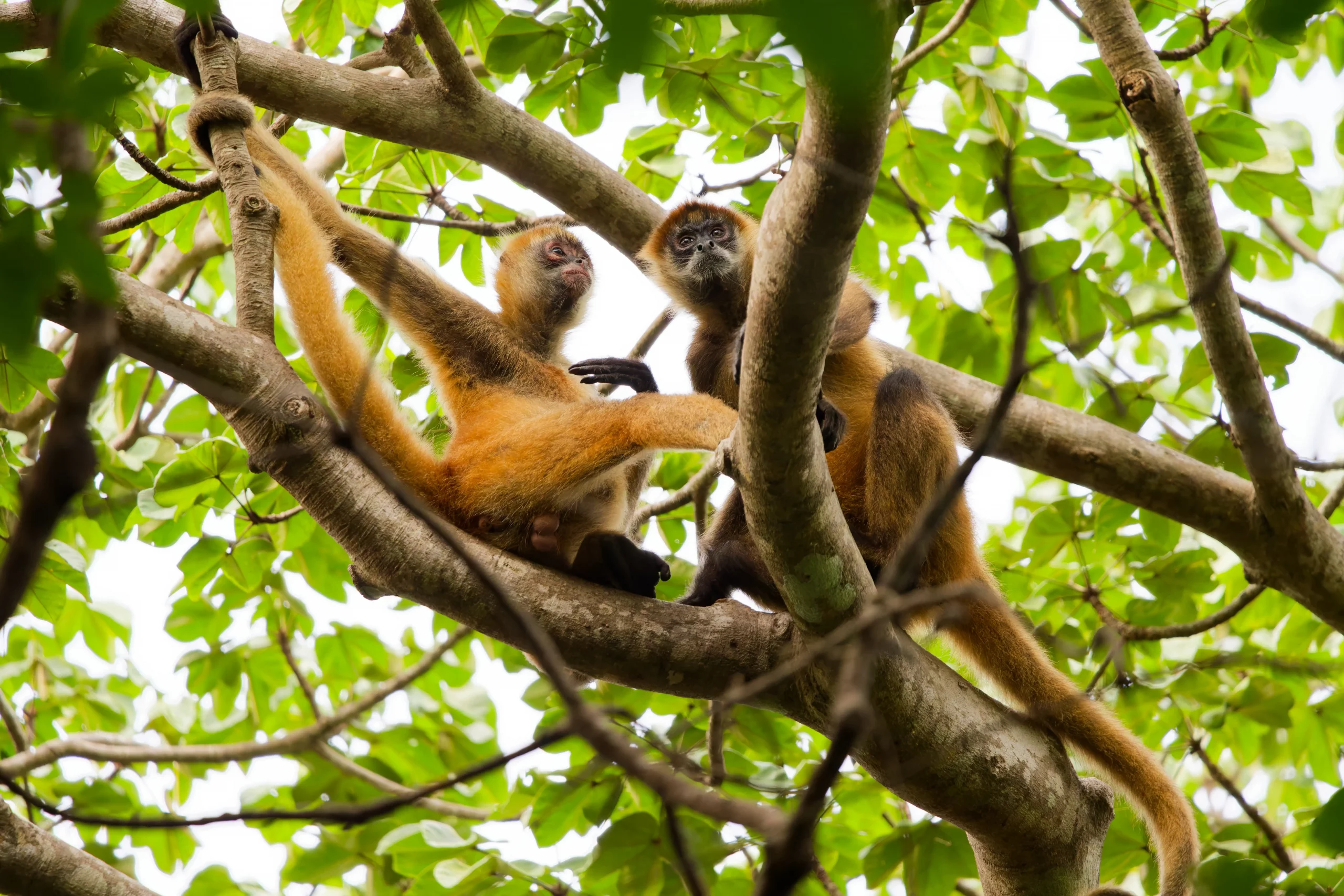 Découverte de la baie de Salinas, au nord-ouest du Costa-Rica