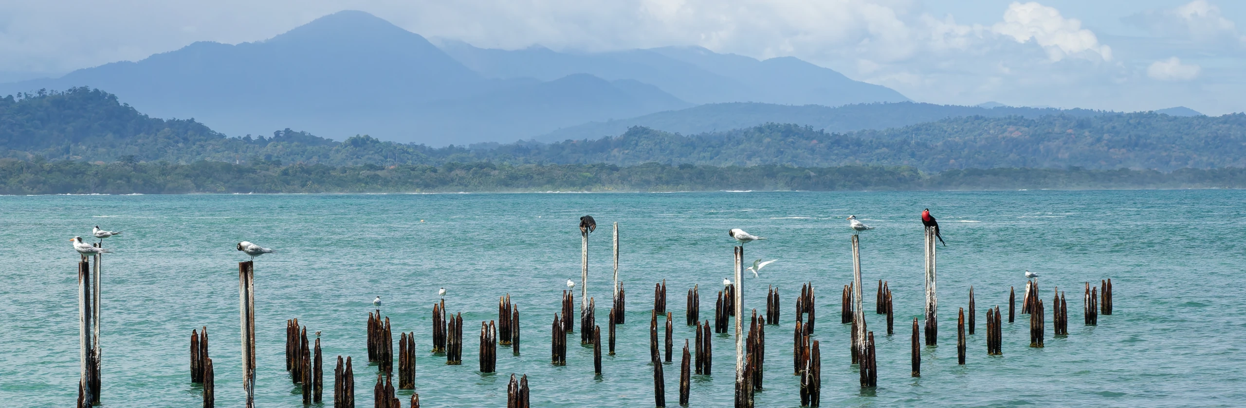 Parc National de Cahuita : entre jungle, récifs et reggae