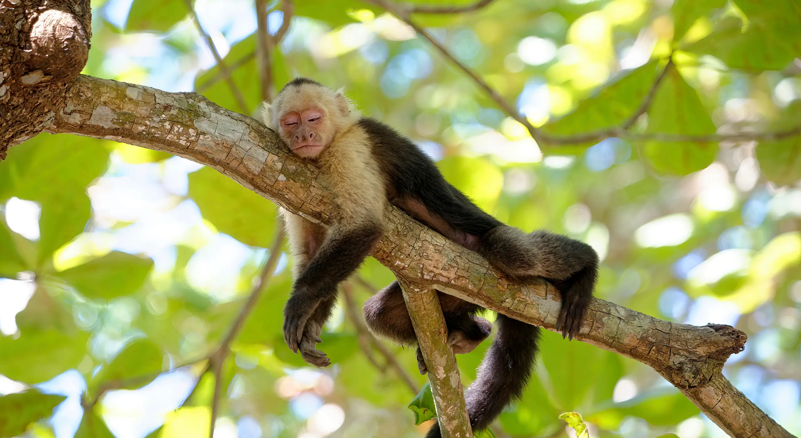 Refuge de Curú, capucins stars et plage paradisiaque
