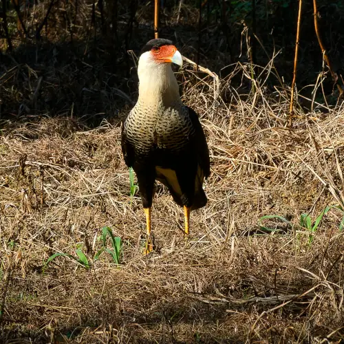 Caracara huppé
