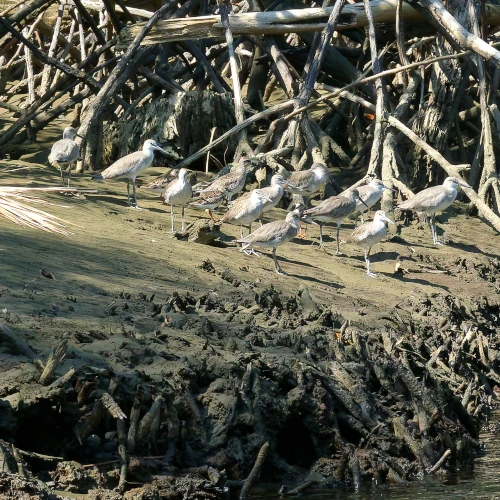 Chevaliers grivelés