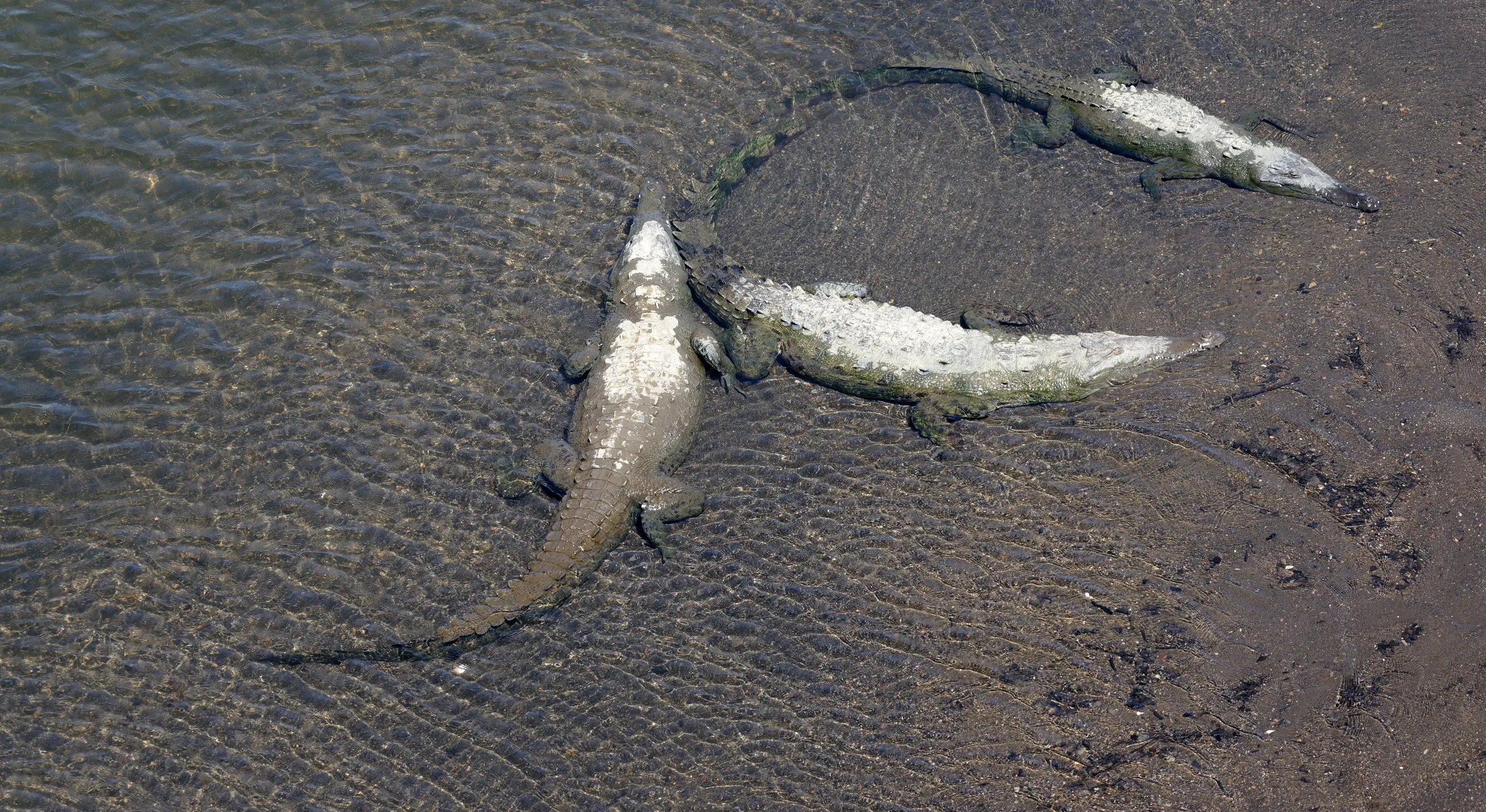 Road-trip de Puntarenas à Manuel Antonio, entre oiseaux, crocodiles et plages du Pacifique