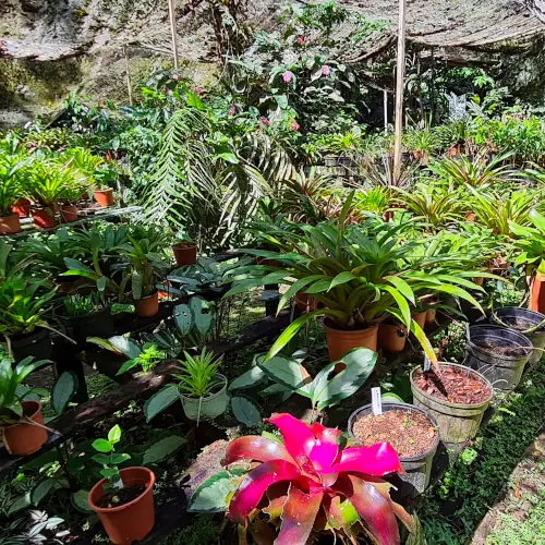 Pépinière de Broméliacées