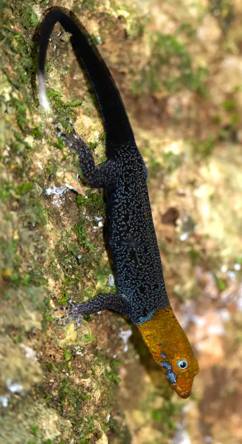 Gonatode à gorge blanche