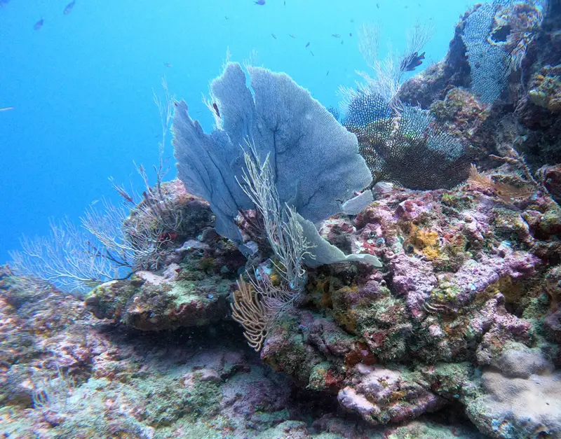 Gorgones Isla del Cano - Photo : Hubert Lagrange