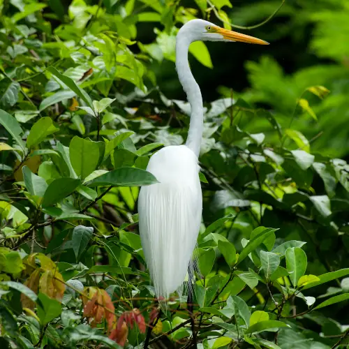 Grande aigrette