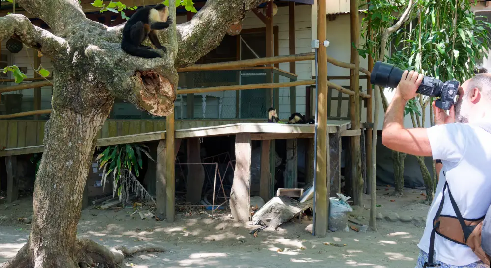 Shooting de Capucins devant la maison des rangers de Curu