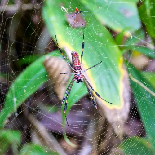 Néphilie à soie dorée