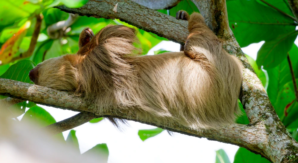 Paresseux de Hoffman