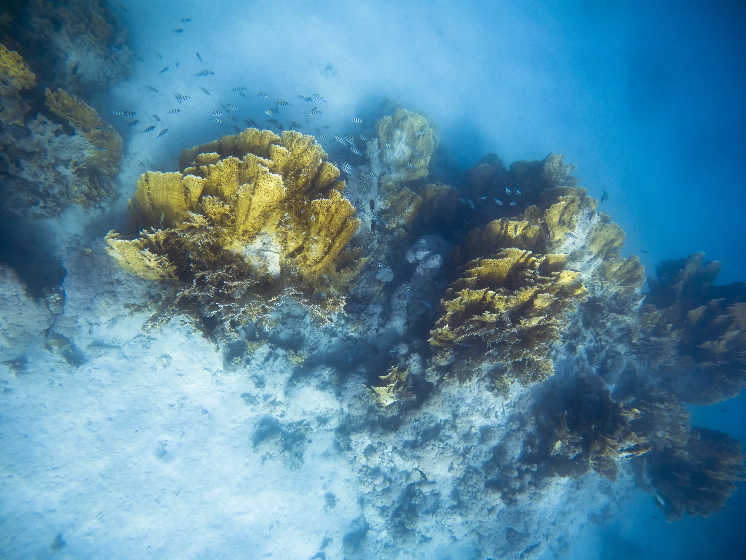 Top 5 des meilleures plongées dans Les Fury Shoals : les récifs incontournables de la Mer Rouge