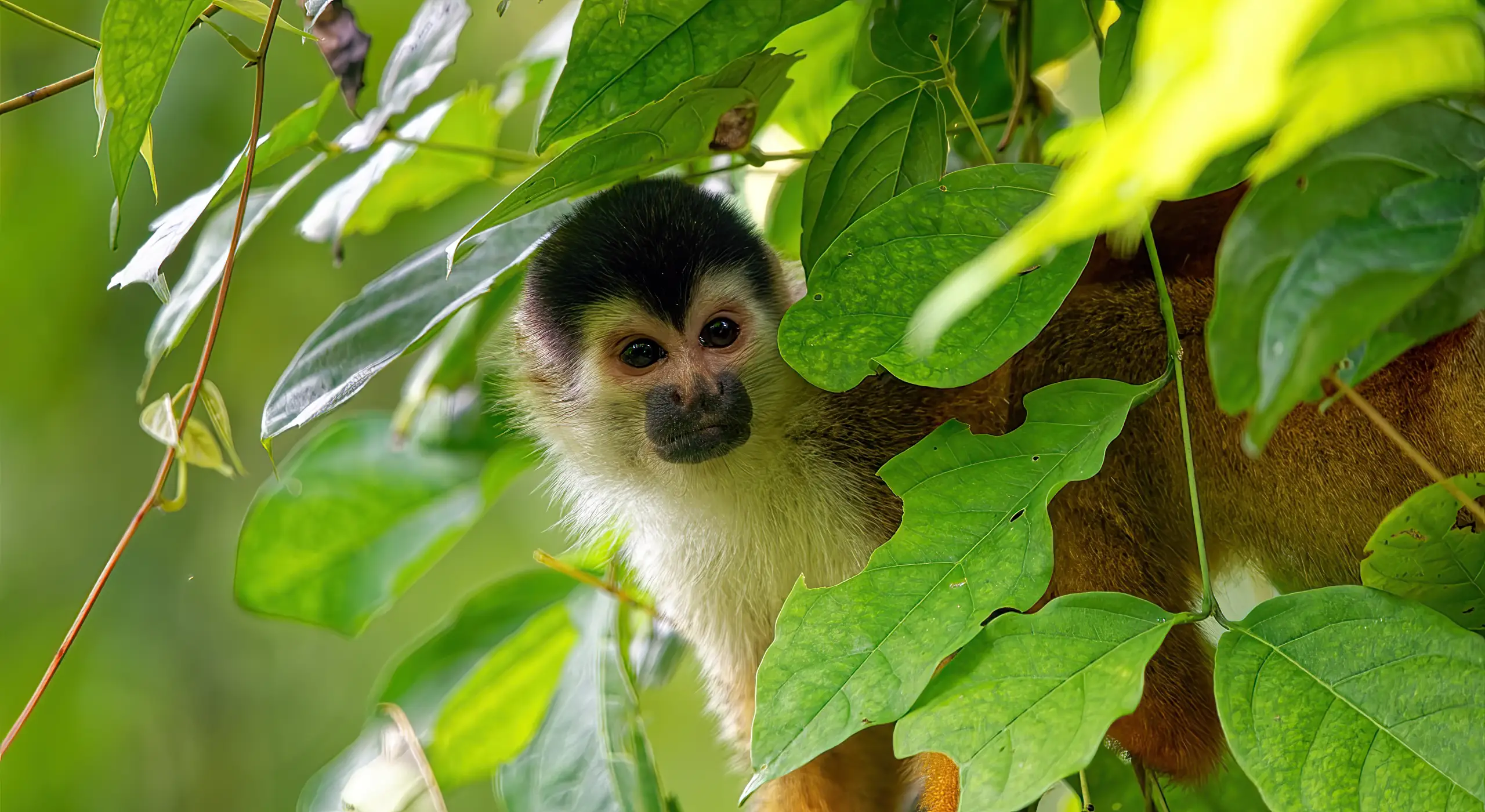 La Sirena, Corcovado : 2 jours au cœur de la jungle la plus sauvage du Costa Rica