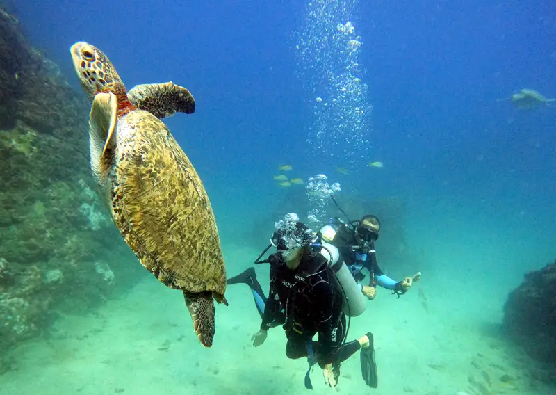 Tortue verte en plongée à Isla del Cano - Photo : Hubert Lagrange