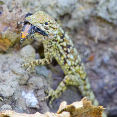 Anolis charlesmyersi