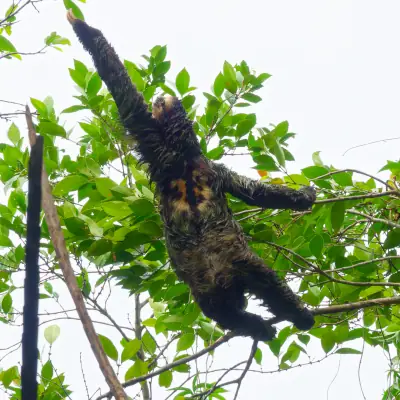 Paresseux de Hoffman