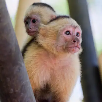 Maman capucin et son jeune