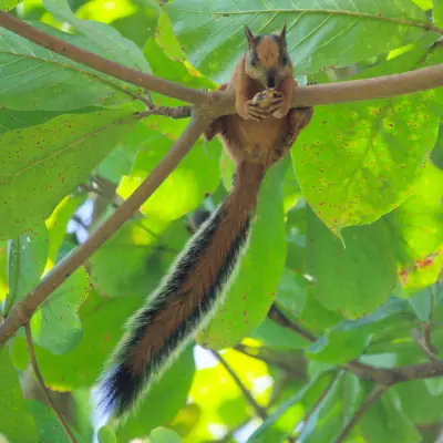 Ecureuil multicolore