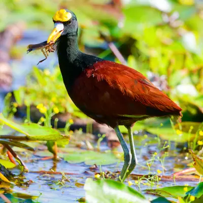 Jacana du Mexique
