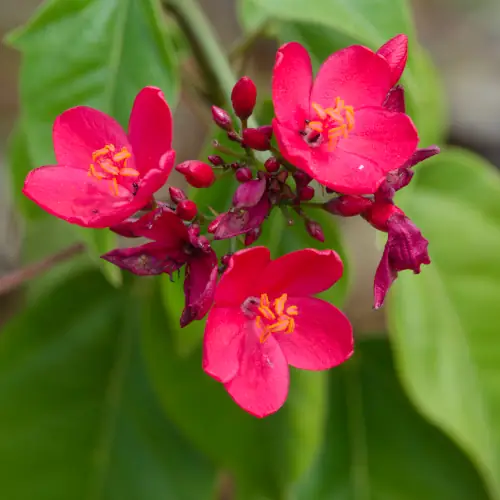 Jatropha