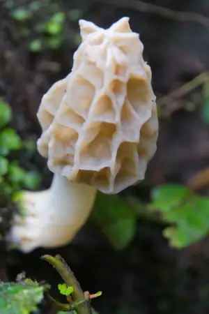 morchella herediana