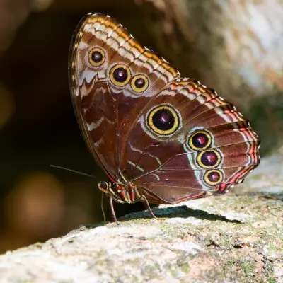 Morpho helenor