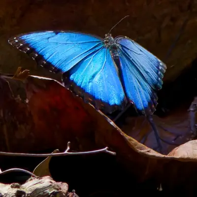 Morpho bleu