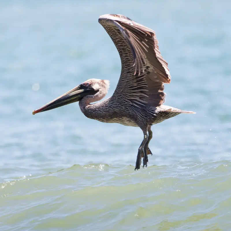 Pélican brun