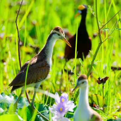 Jacana du Mexique juvénile
