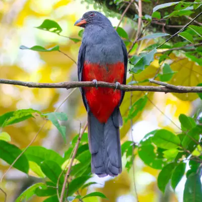 Trogon de Massena