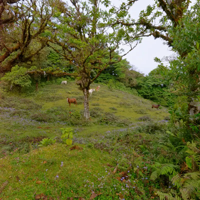 Vaches et chevaux dans les prairies