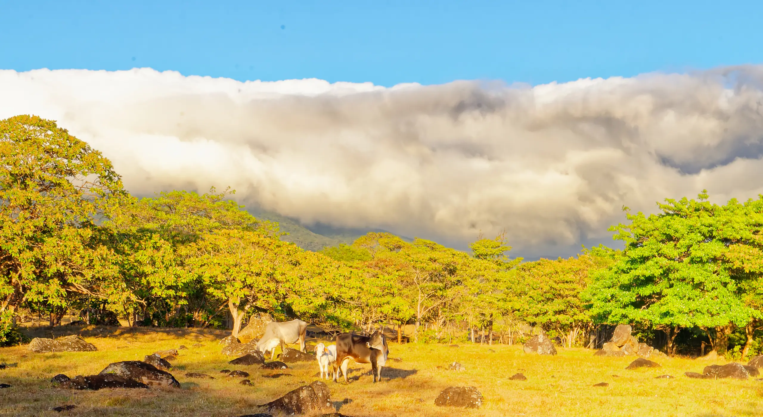 Réserve de Santa Elena : recherche du Quetzal dans la forêt de nuages du Costa Rica
