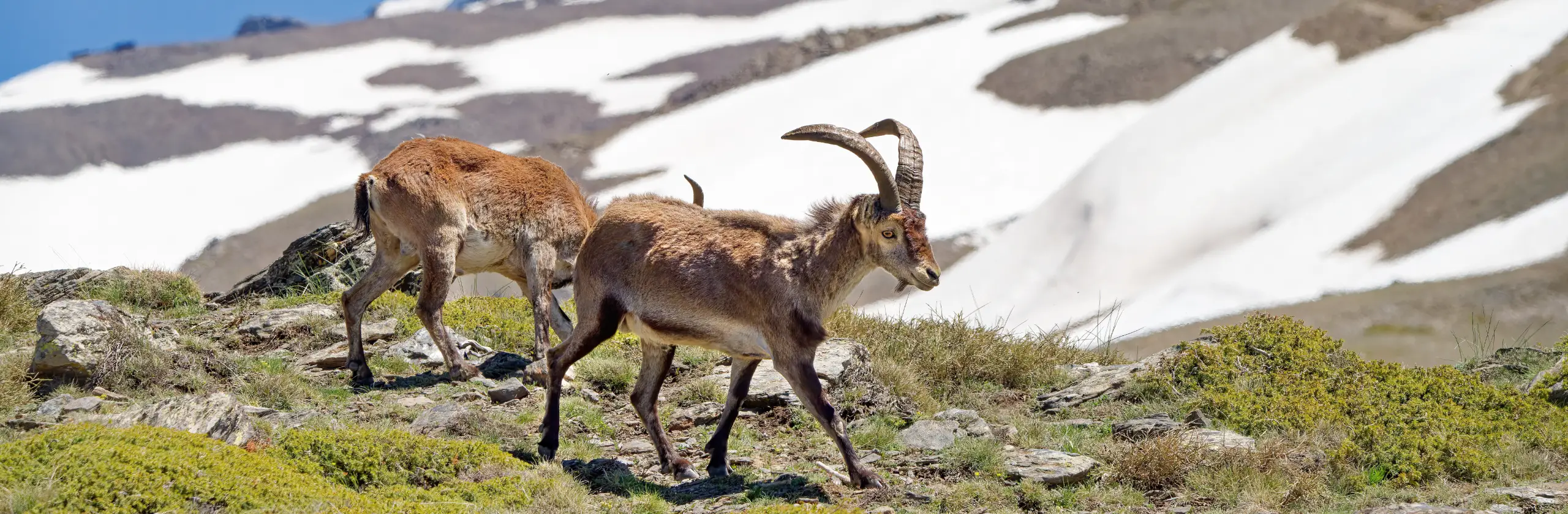 Sierra Nevada : randonnée, bouquetins et paysages alpins au cœur de l’Andalousie