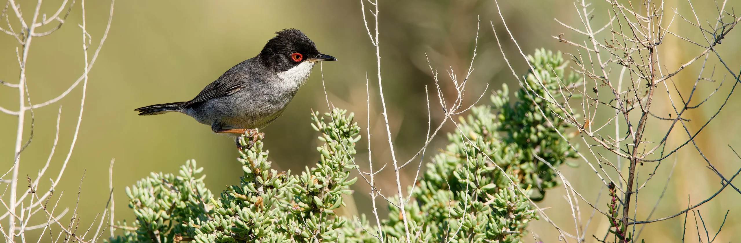Le désert de Tabernas : décor de western et grottes secrètes